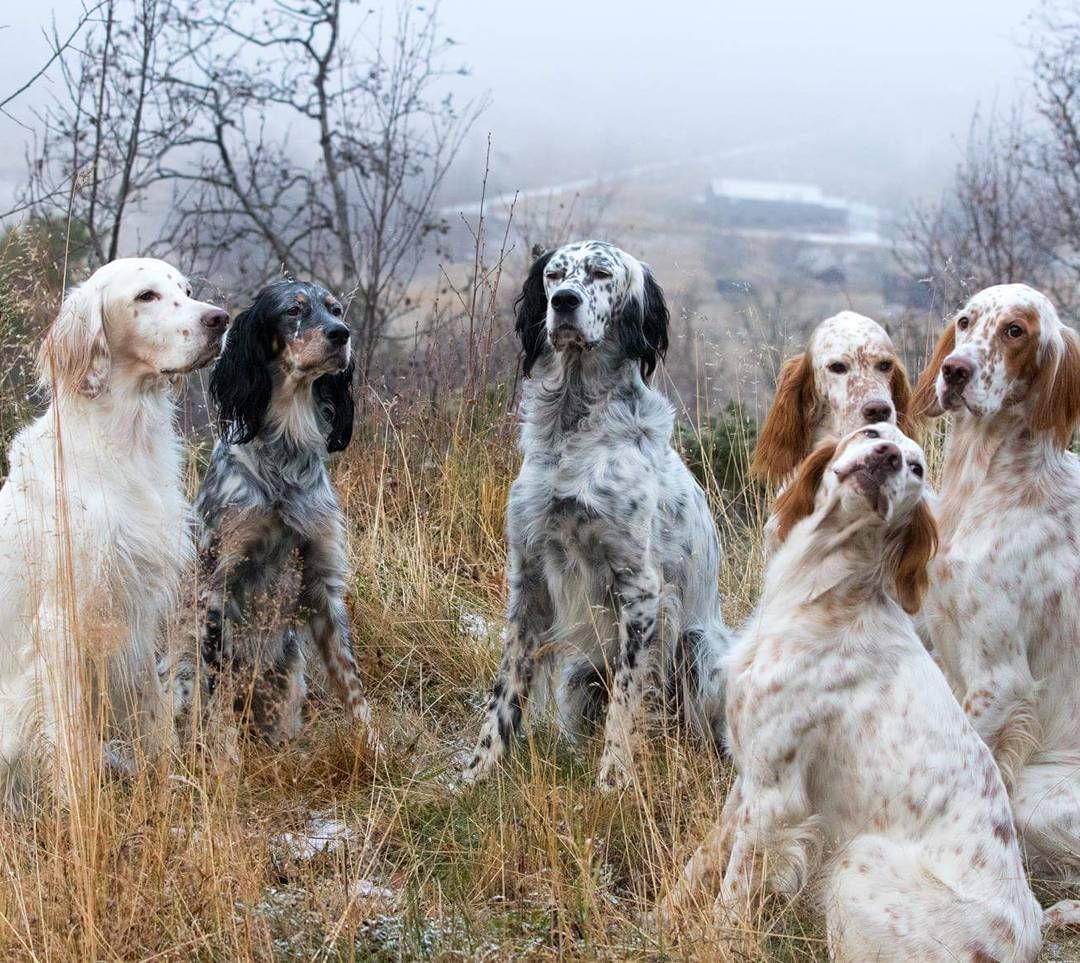 Setters come in many colors